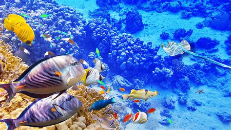 Hd Wallpaper Morene Aquarium Fish Underwater World Animal Themes
