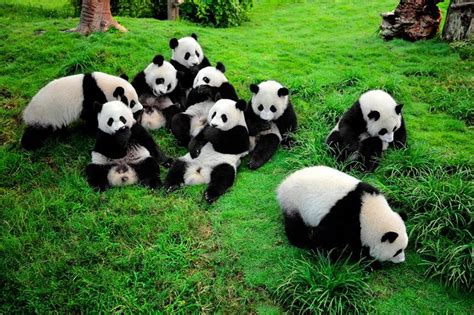 Private Tour Chengdu Panda Breeding And Research Center Tour Triphobo