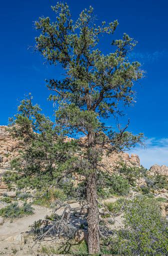 Pinus Monophylla The Singleleaf Pinyon Pine Grows In Only Some Areas Of