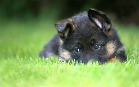 German Shepherd Puppy 6964324