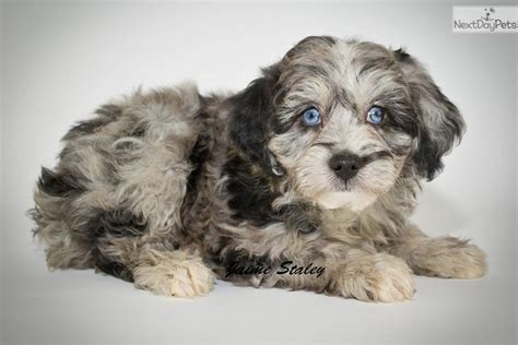 Check spelling or type a new query. Aussiedoodle puppy for sale near Akron / Canton, Ohio | 201645a4-a221