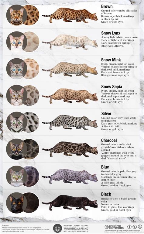 55 Best Photos Cat Color Patterns Chart Genetics Colours And Patterns