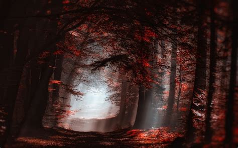 Nature Landscape Forest Mist Sun Rays Red Leaves Trees Path
