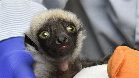 Duke Lemur Center Announces Birth Of Marie Granddaughter Of