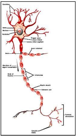 Animal cells have which of the following characteristics select all that apply. Neuron - Biology Encyclopedia - cells, body, function ...