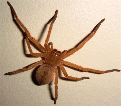 Here In This Photo Is A Arizona Brown Spider They Are Often Confused