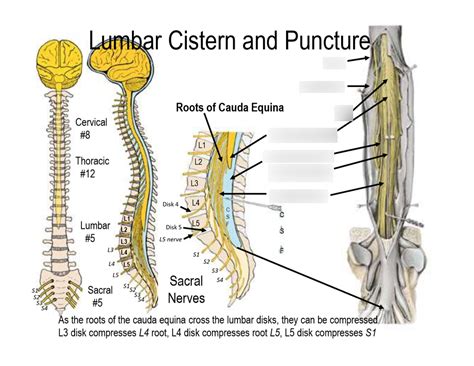 Spinal Cord 2 Lumbar Region Diagram Quizlet