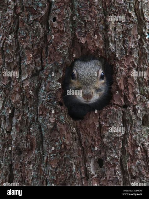 Grey Squirrel Peeping Out Of Tree Hole Hi Res Stock Photography And