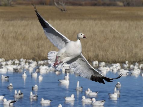 Snow Goose Coming In For A Landing Smithsonian Photo Contest