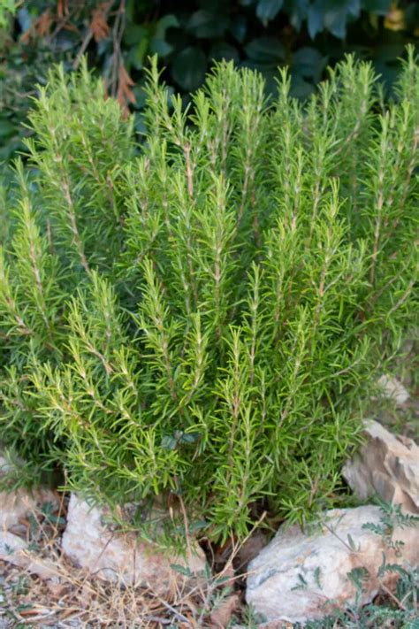 The Many Benefits Of Growing Rosemary Why To Grow Rosemary Artofit