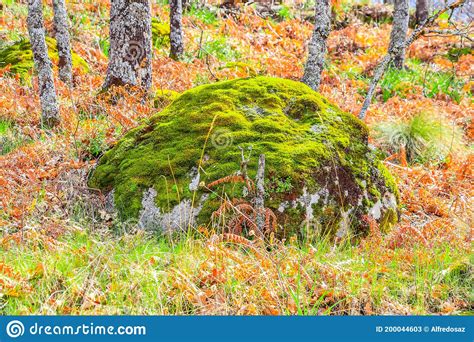 Covered With Moss Rocks And Tree At Magical Forest Stock Image Image
