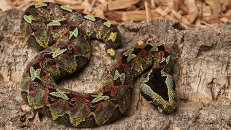 Fresh Shed Rhino Viper Cameroon Locale Known For Its Reds Yellows