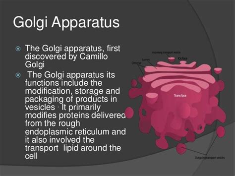 Cell Organelles Powerpoint Presentation Biology