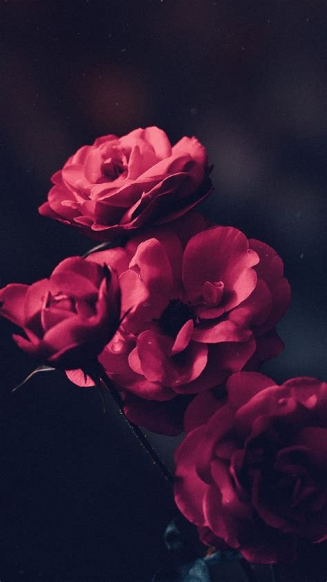 Android Wallpaper Android Wallpaper Beautiful Red Roses