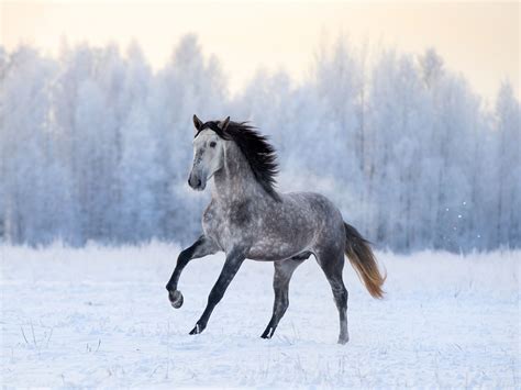 Andalusian Horse Breeds List