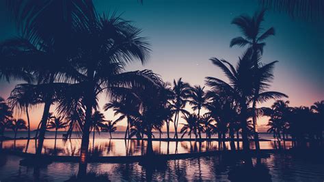Download Dawn Dark Sunset Palm Tree Resort Reflections Wallpaper