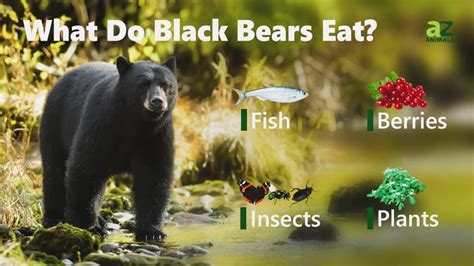 What Do Black Bears Eat 20 Foods They Feed On A Z Animals
