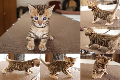 Benlove ベンガル子猫販売中！サマーキャンペーン！ 世界レベルの美しいベンガル猫を販売しております♪