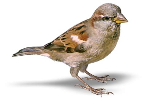 Sparrow Png Transparent Image Download Size 600x415px