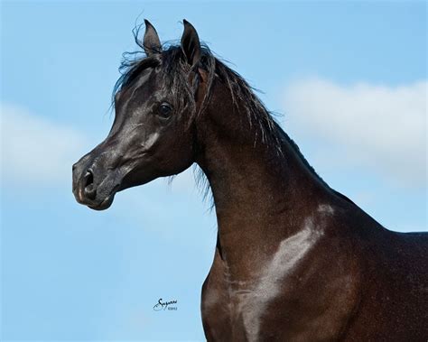 2013 Egyptian Event Contenders Beautiful Arabian Horses Black Arabian Horse Egyptian Arabian