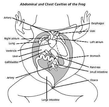 Explain the Anatomy and Physiology of Frog Body Part Flashcards