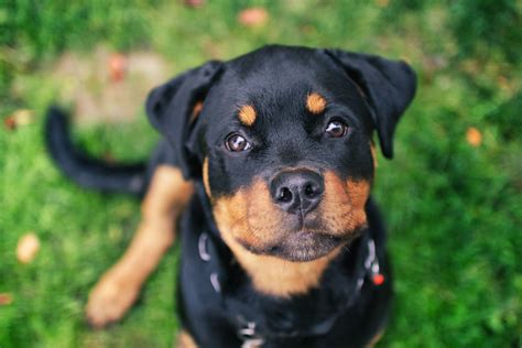 Rottweiler Puppies Cute Pictures And Facts