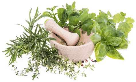 What Is Herbal Medicine Health Beat