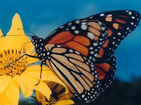 60 Best Butterflies Images On Pinterest Beautiful Butterflies Birds