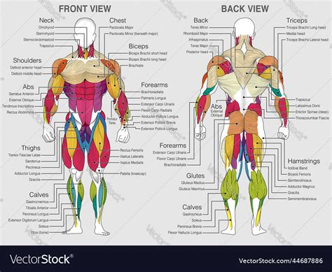 Chart Shows The Muscles Of The Human Body Vector Image