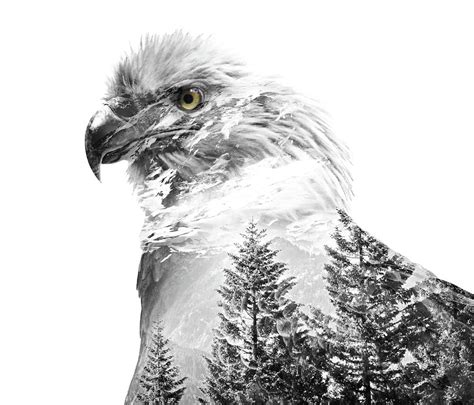 Bald Eagle Landscape Double Exposure Photograph By Dan Sproul Pixels