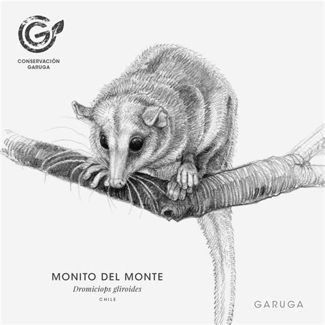 Monito Del Monte Dromiciops Gliroides Garuga