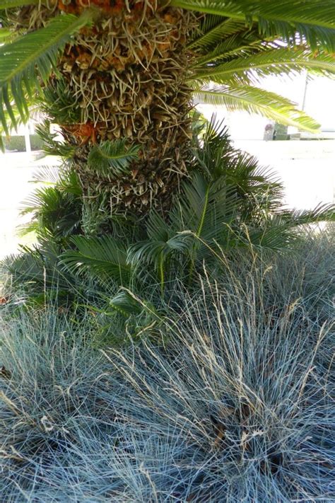How To Care For A Sago Palm And Why They Are So Difficult Dengarden