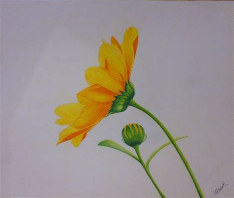 Colour Drawing Pictures Of Flowers Sketch Getdrawings Katabara