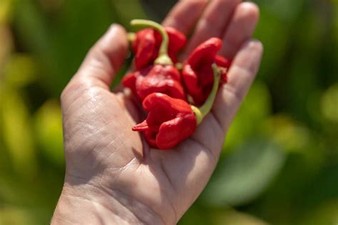 Carolina Reaper Peppers How To Plant Grow And Enjoy The Hottest Pepper In The World