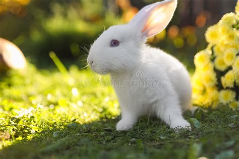 Cute White Rabbit Near Flowers On Green Grass Outdoors Stock Image