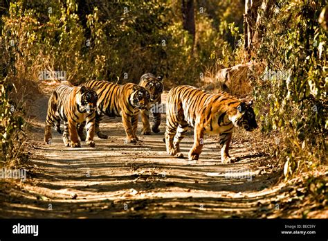 Four Tigers Walking On The Forest Tracks Of Ranthambore Tiger Reserve