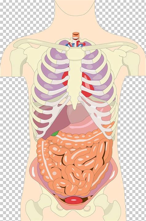 Organ Human Body Anatomy Torso Homo Sapiens PNG Clipart Abdomen Anatomy Chest Finger