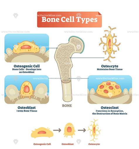 Human Bone Cell Types Vector Illustration Infographic Nursing