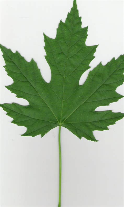 Acer Saccharinum Commonly Known As Silver Maple Creek Maple