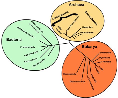 Dominio Biología Wiki Everipedia