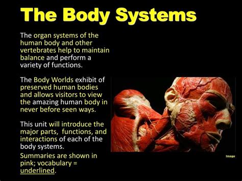 Human Body Parts And Functions Ppt - Free Template PPT 2020
