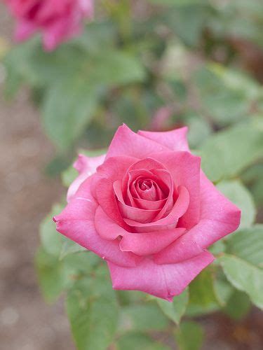 Rose Ange Rosé At Oji Rose Garden Hybrid Tea Roses Rose Flower