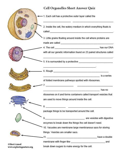 Pin By Lorena Perkins On School Stuff Cell Organelles Science Cells