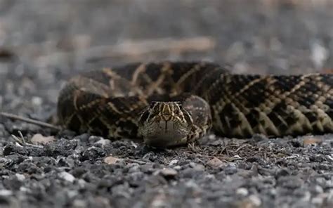 Eastern Diamondback Rattlesnake Facts Size Diet Pictures All