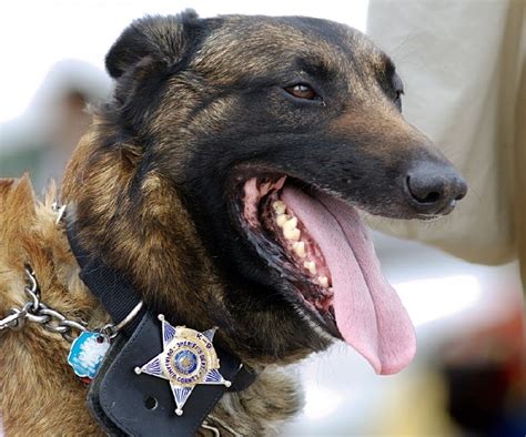 Police Dog Breeds Canines Catching The Bad Guys