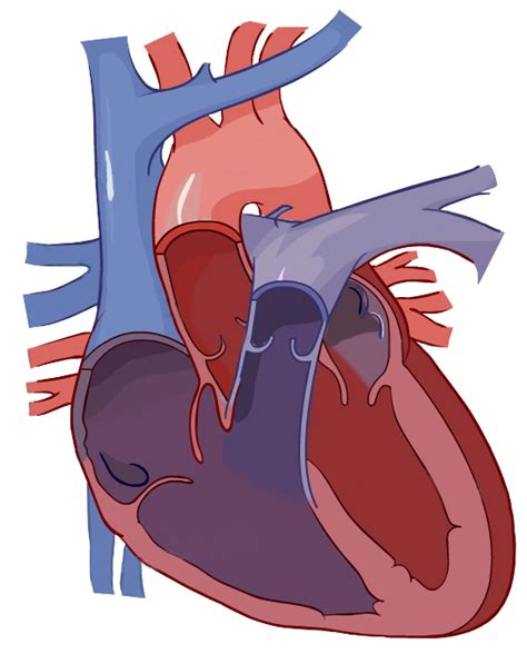 Heart Diagram Clipart At Getdrawings Free Download