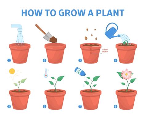 Cultivar Uma Planta No Guia De Vasos Como Cultivar Uma Flor Instruções