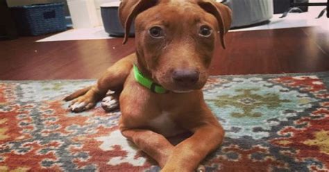 Rescue Dog Born With Defect Always Looks Surprised The Animal Rescue