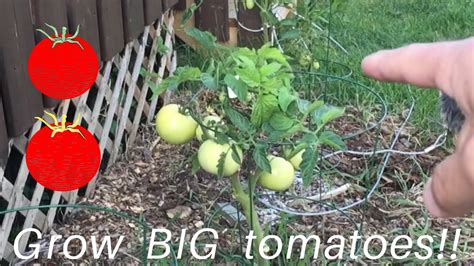 Fertilizing Tomato Plants Youtube