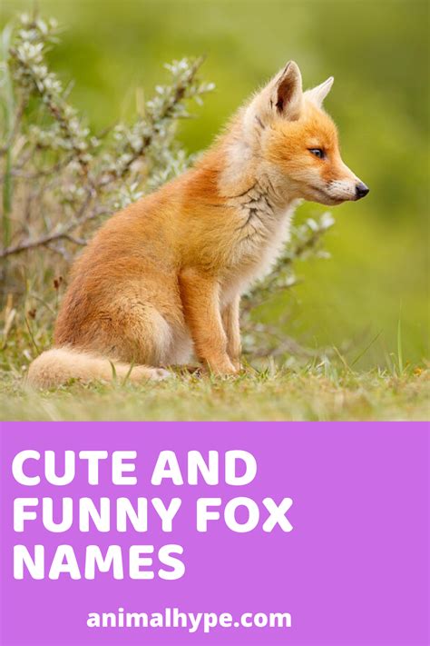 Japanese cat names are all the rage these days, and no wonder with the popularity of anime and other japanese cultural phenomena. 400+ Cute and Funny Fox Names | Funny fox, Cute pet names ...